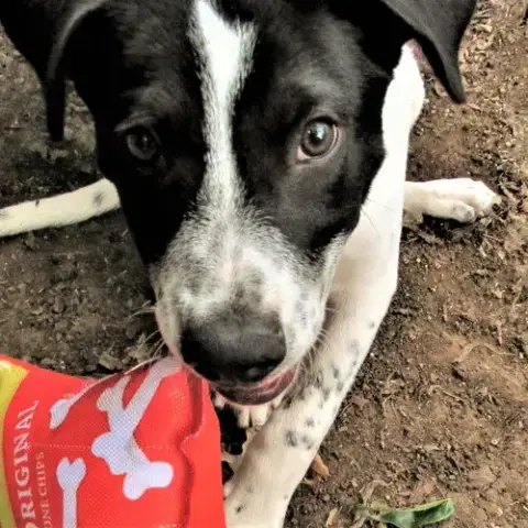 Bandito