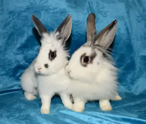 Mavis And Maddox
