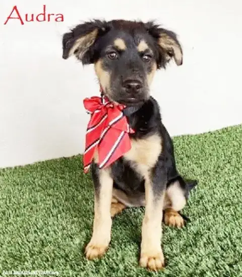 Audra