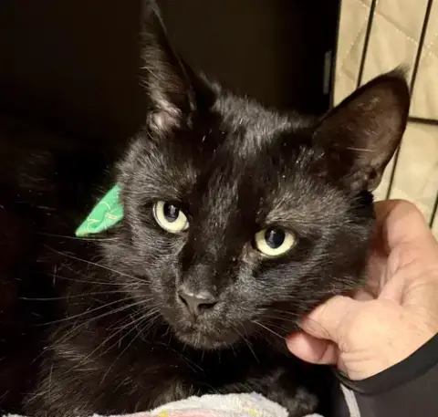 Jiji