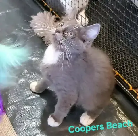 Coopers Beach photo 3