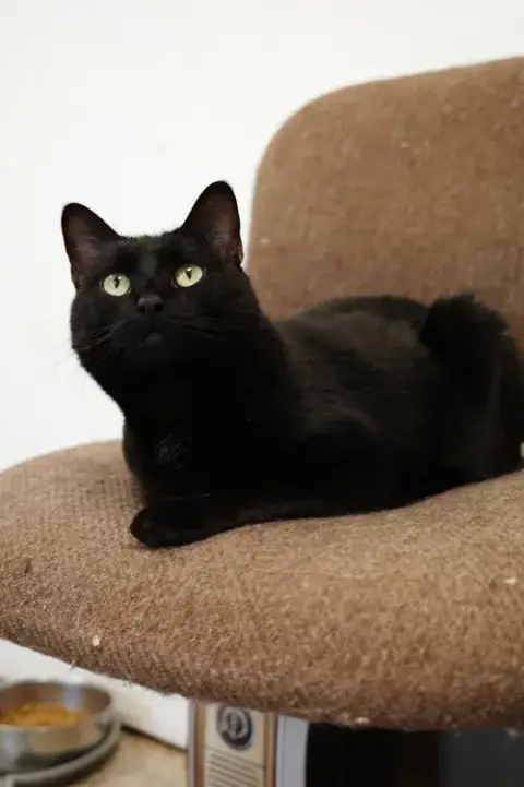 Ebony photo 3