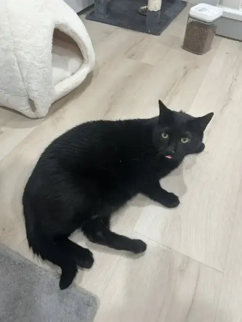 Salem photo 4