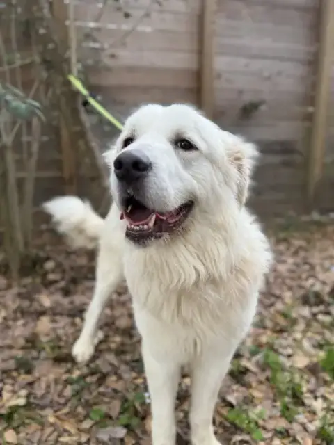 Finn photo 2