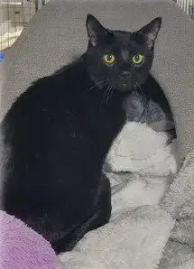 Bagheera photo 3