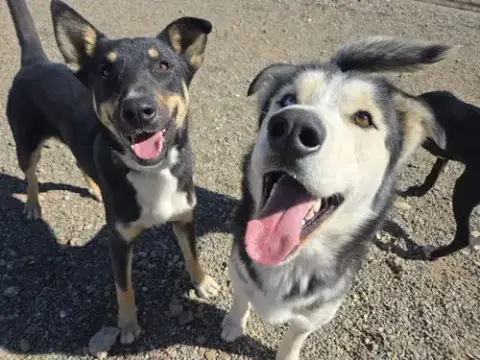 Koda photo 3