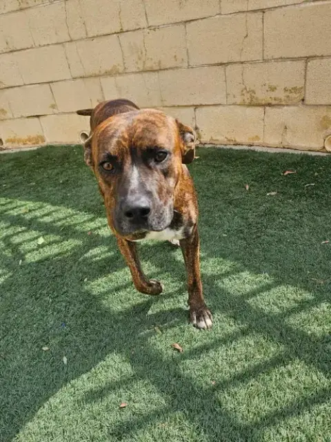 Sheldon-$75 Adoption Fee! Diamond Dog! photo 2