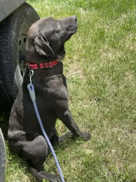 Pepper: At Shelter photo 4