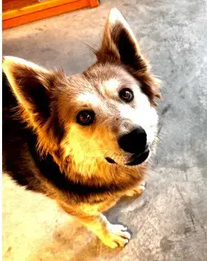 Tala