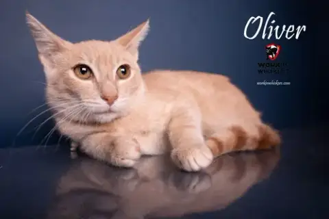 Oliver photo 5