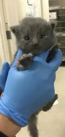 Smokey