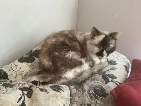 Willow