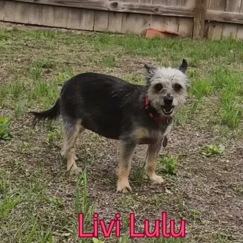 Livi Lulu photo 5