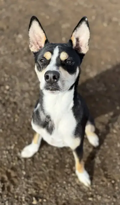 Bennie photo 2