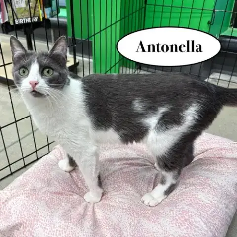 Antonella photo 4