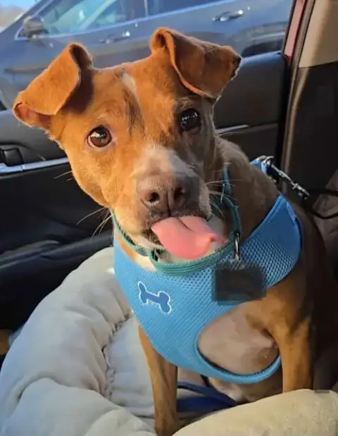 Louie