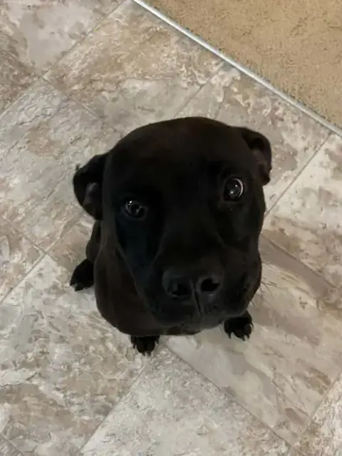 Gomez