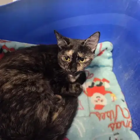 Cinder
