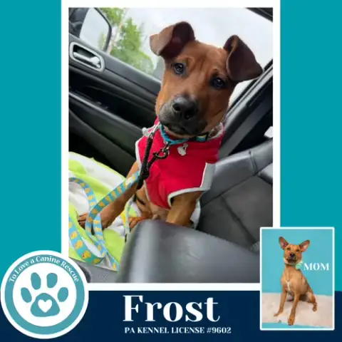 Frost