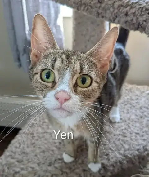 Yen photo 3