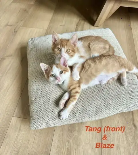 Orange Kitties photo 2