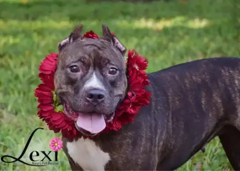 Lexi photo 4