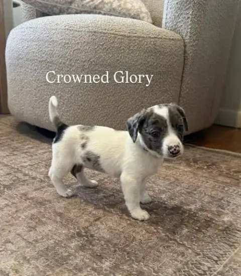 Crowned Glory photo 4