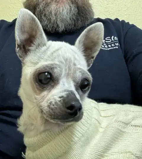 Edna The Spicy Chi Tx
