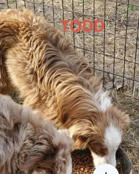 Gk Todd photo 2
