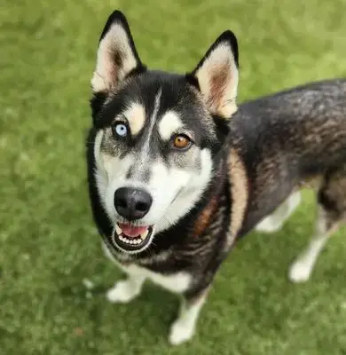 *Kosa