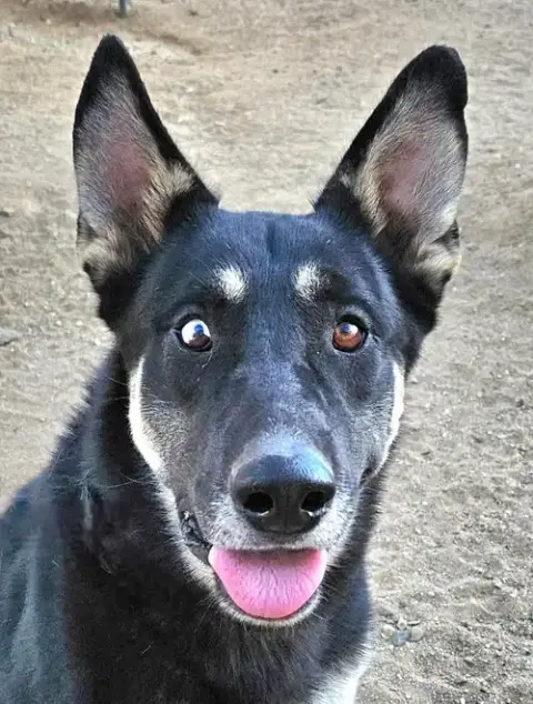 Vargo
