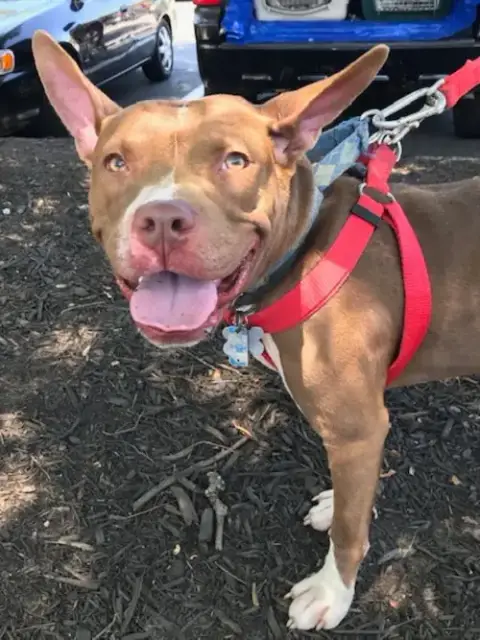 Holly *Adopt Or Foster* photo 3