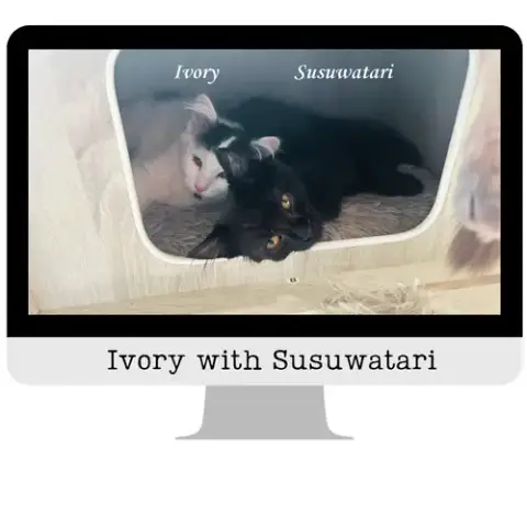 Ivory photo 2