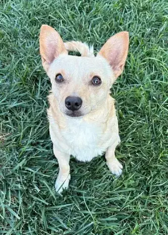 Chico photo 3
