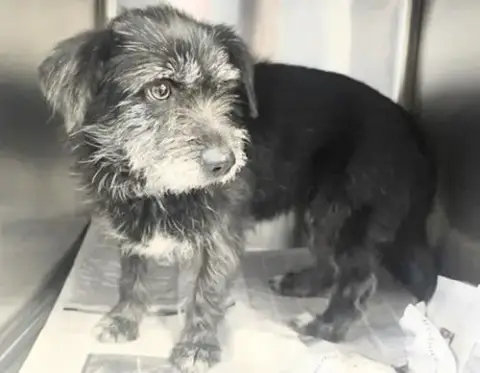 Perrita
