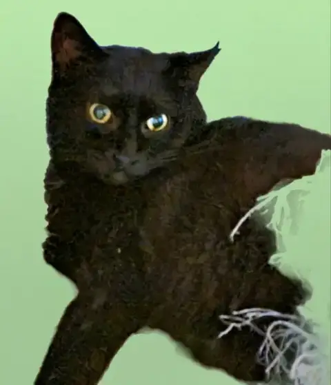Blissy