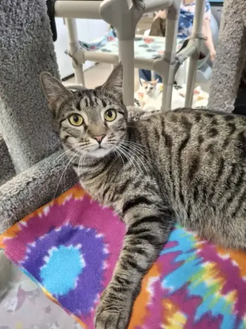 Travis