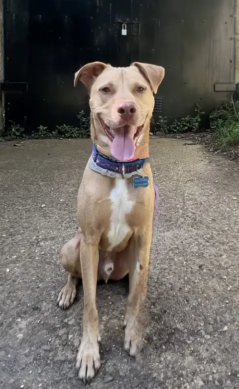 Peanut