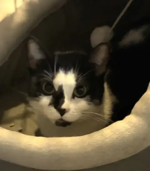 Nelly Foster Or Adopter Needed photo 2