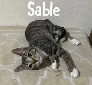 Sable photo 2