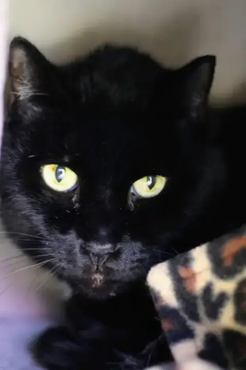 Zorro