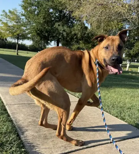 Scooby photo 3
