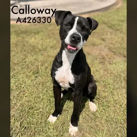 Calloway