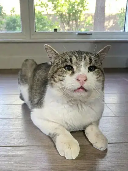 Felix photo 2