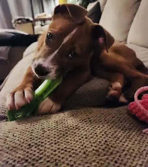 Pepper