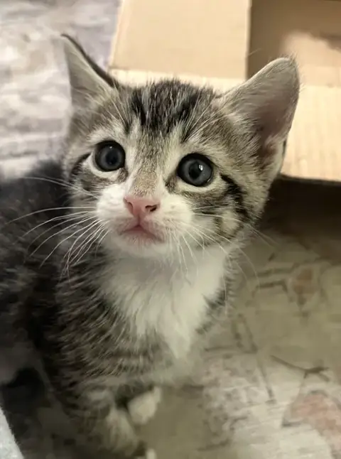Momma Honey'S Litter: Cookie photo 3