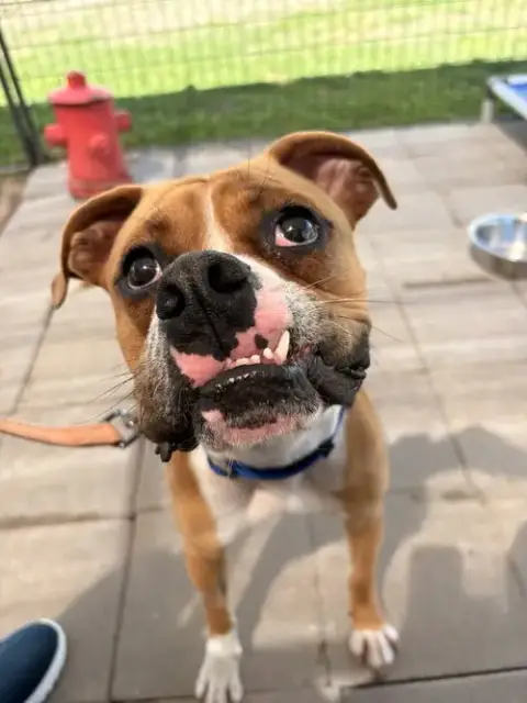 Buckley