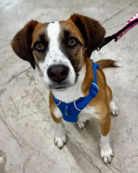 Jingle *Adopt Or Foster*