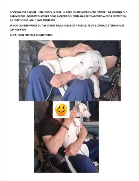 Wrex-Special Needs-Deaf