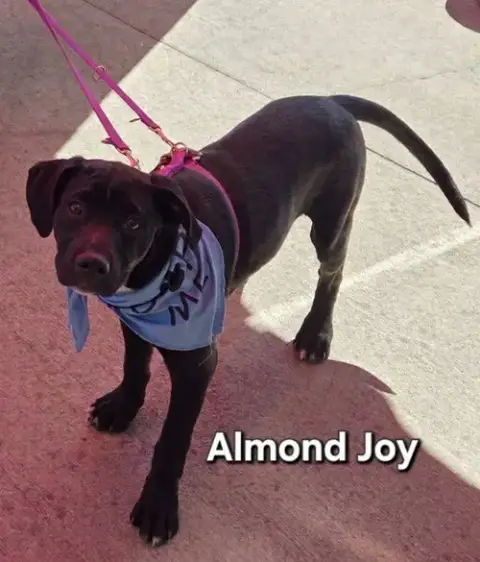 Almond Joy